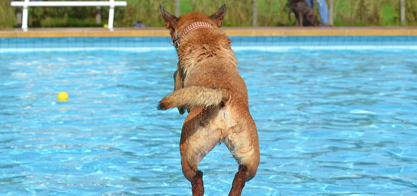 dog jumping into a pool chasing a tennis ball