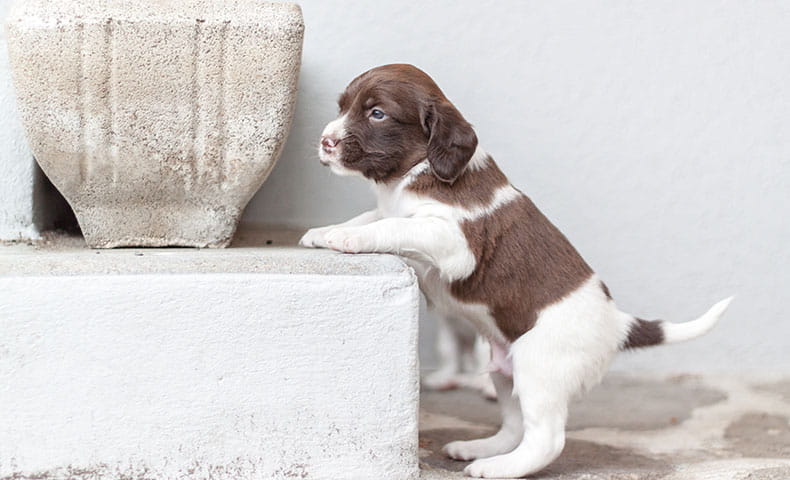 puppy leaning against a concrete base